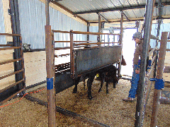 Maternity Pen in Use