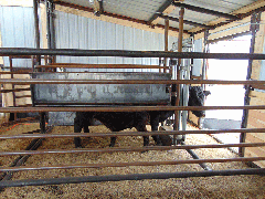 Livestock Maternity Pen