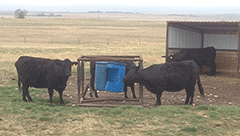 Cow Scratcher Salt Feeder