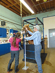 Horse Dental Equipment